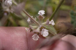 Image of Sideritis romana subsp. curvidens (Stapf) Holmboe