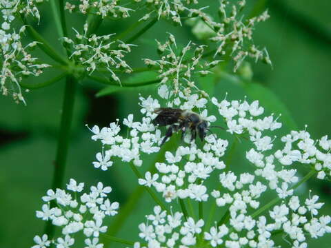 Imagem de Andrena vicina Smith 1853