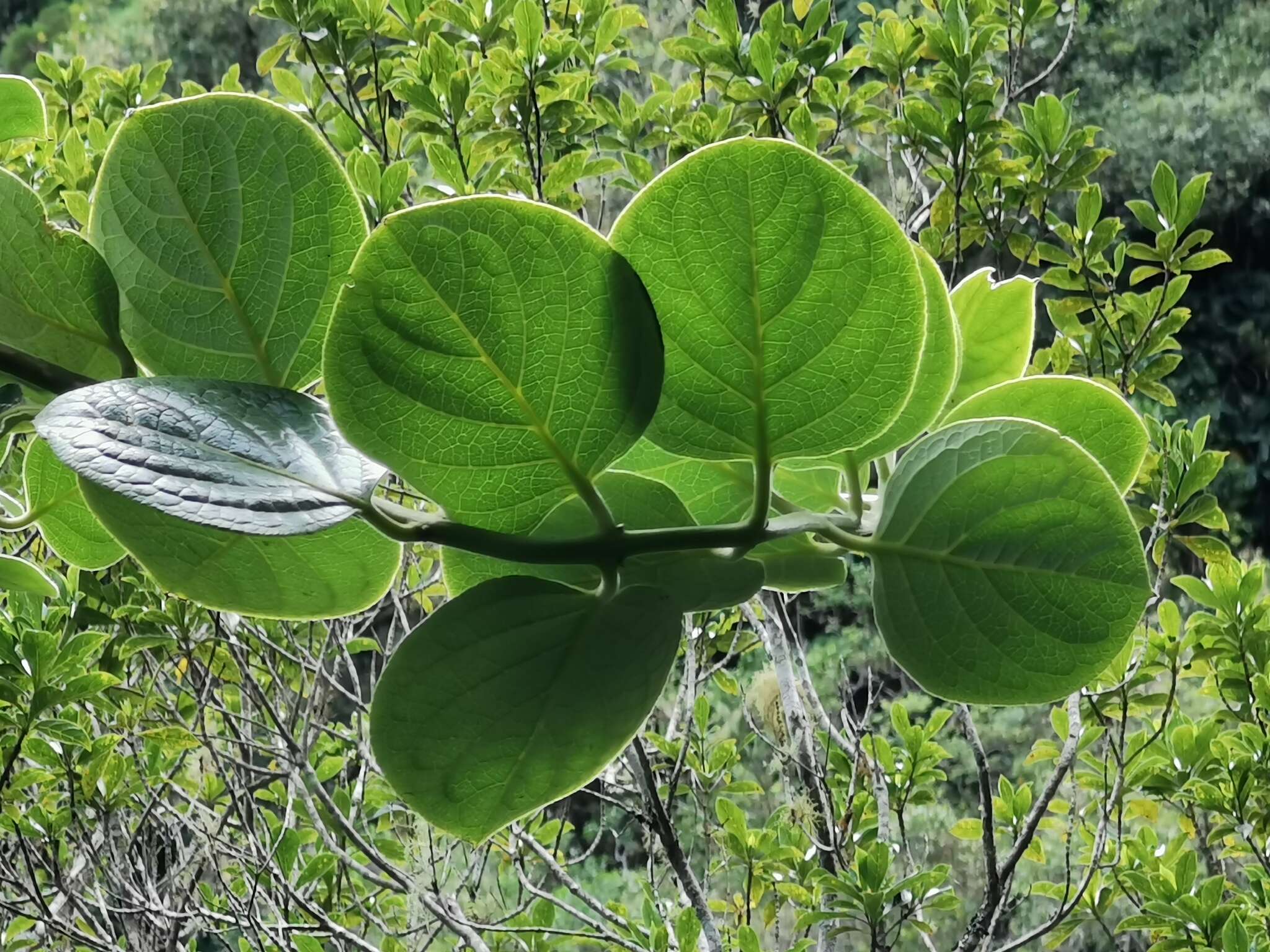 Image of Monimia rotundifolia Thou.