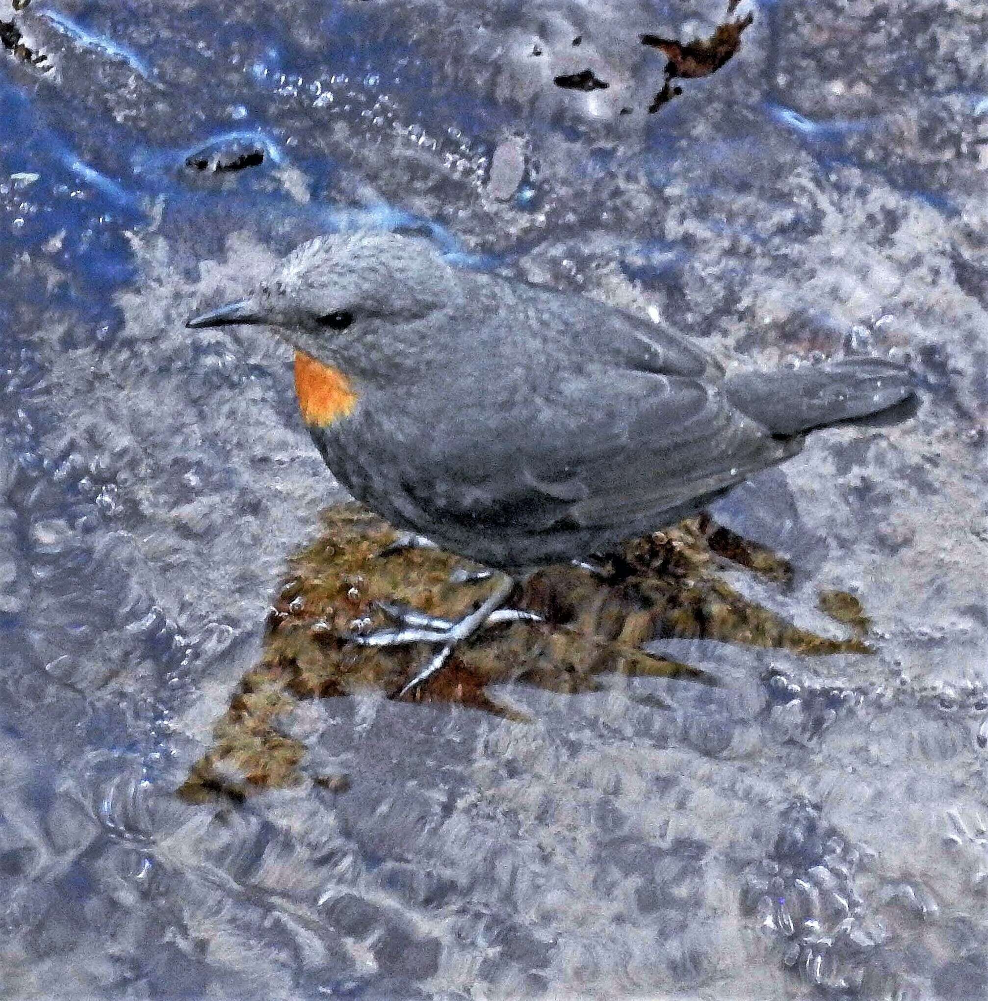 Image of Rufous-throated Dipper