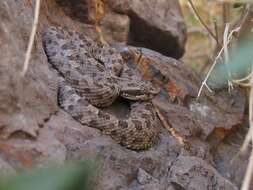 Imagem de Bothrops ammodytoides Leybold 1873