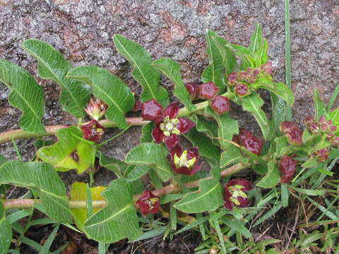 Image of Pachycarpus concolor subsp. concolor