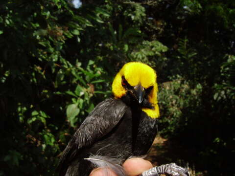 Image of Black-billed Weaver