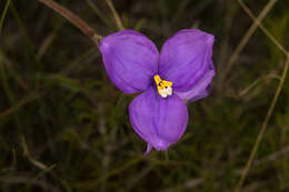 Image of Patersonia sericea R. Br.