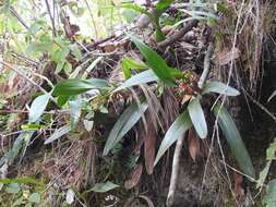 Image of Maxillaria densa Lindl.