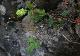 Image de Potentilla chamissonis Hultén