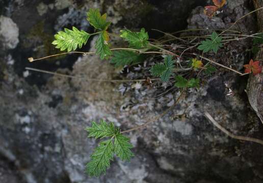 Image of Hooker's cinquefoil