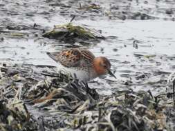 Image of Red-necked Stint