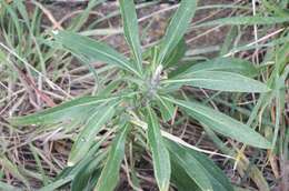 Image of Aegean wallflower