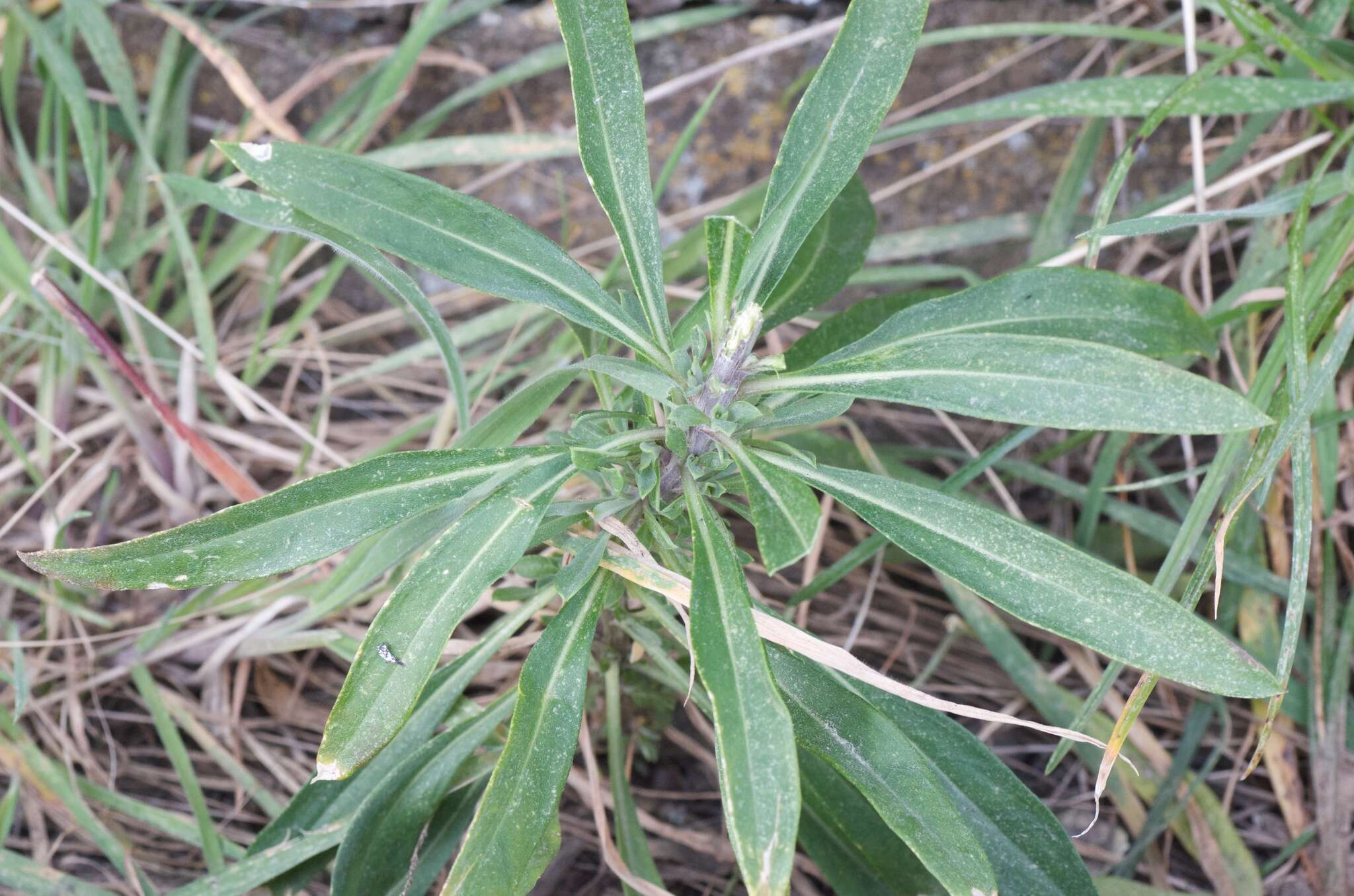 Image of Aegean wallflower