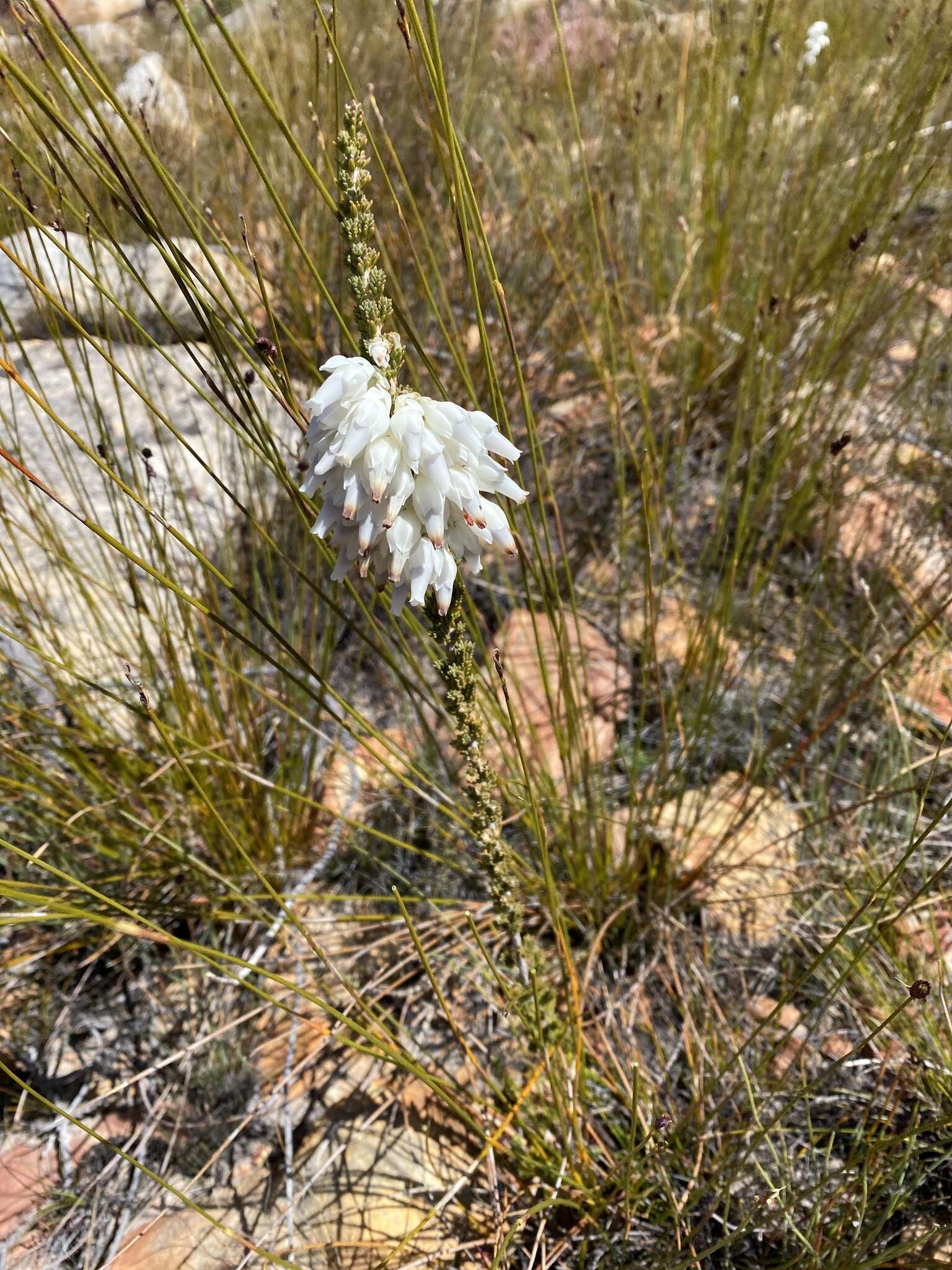 Image of Erica monsoniana var. monsoniana