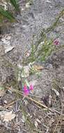 Image de Boronia nematophylla F. Müll.