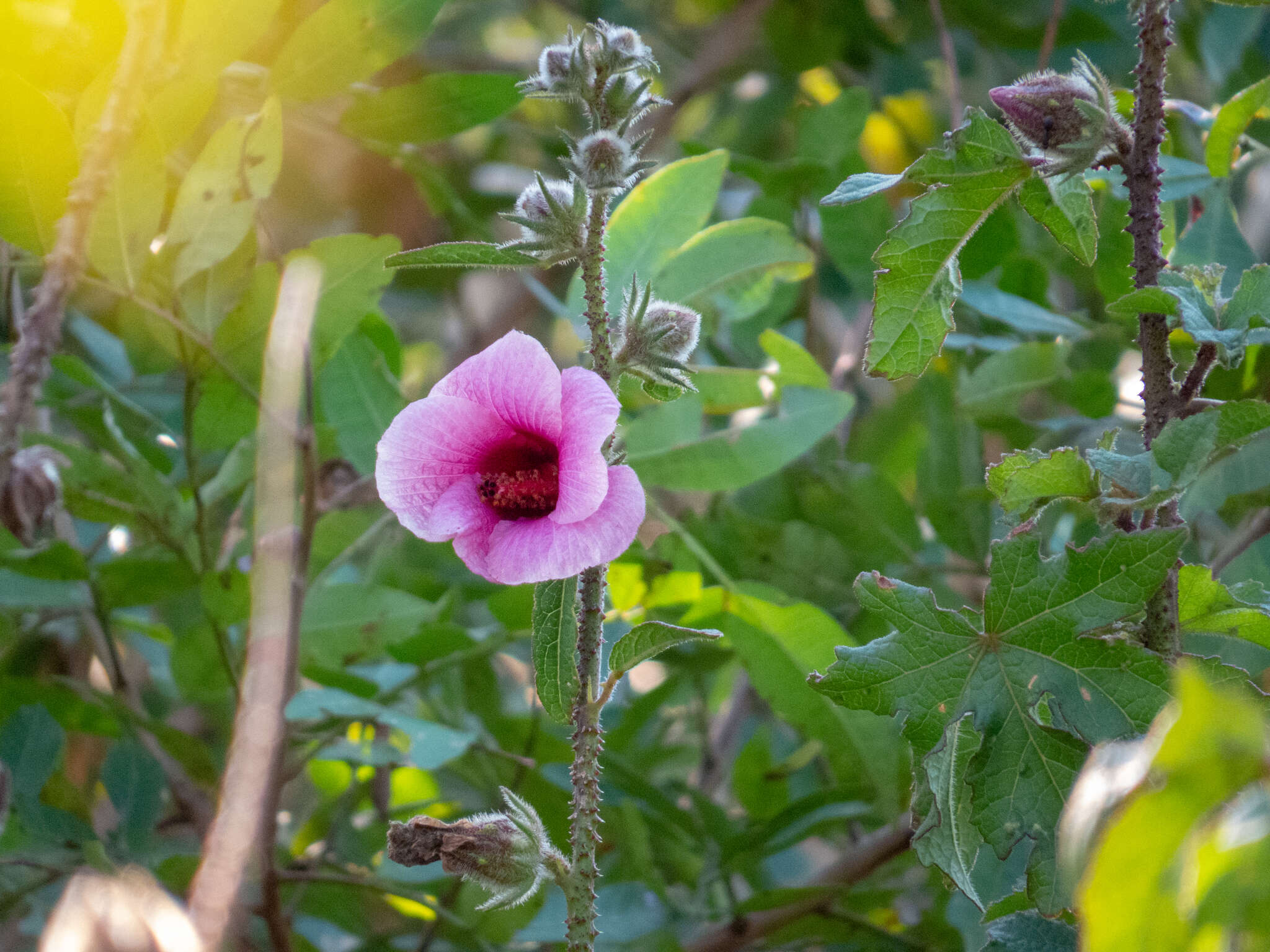 Image of Hibiscus diversifolius subsp. rivularis (Brem. & Oberm.) Exell