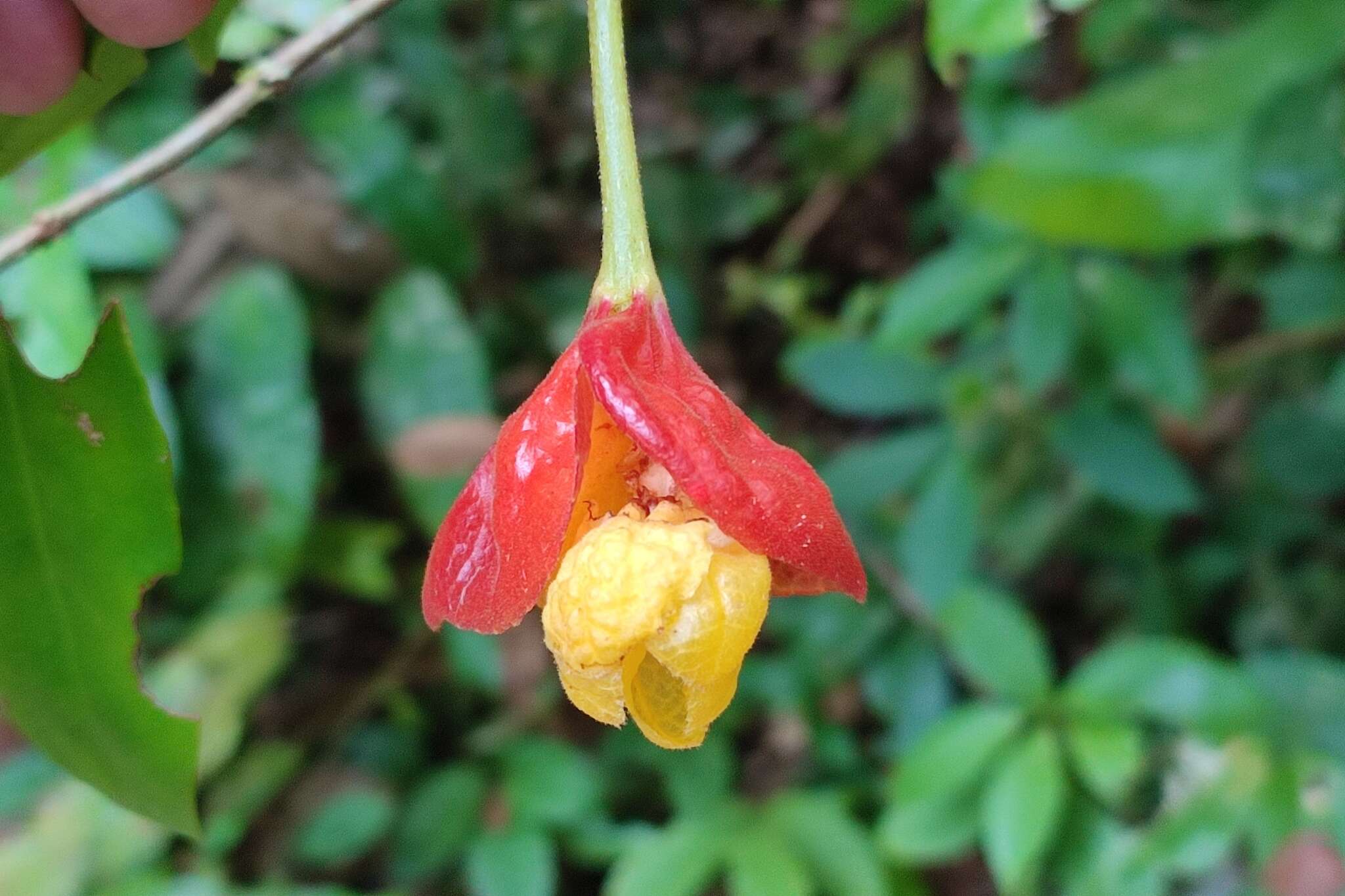 Image of Drymonia pendula (Poepp.) Wiehler