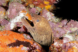 Image of Griffin&#39;s moray