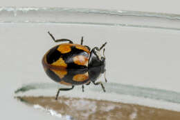 Image of hieroglyphic ladybird