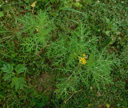 Image of Sonoran nightshade