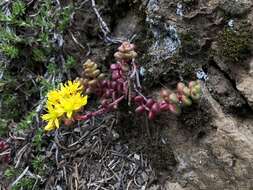 Imagem de Sedum divergens S. Wats.