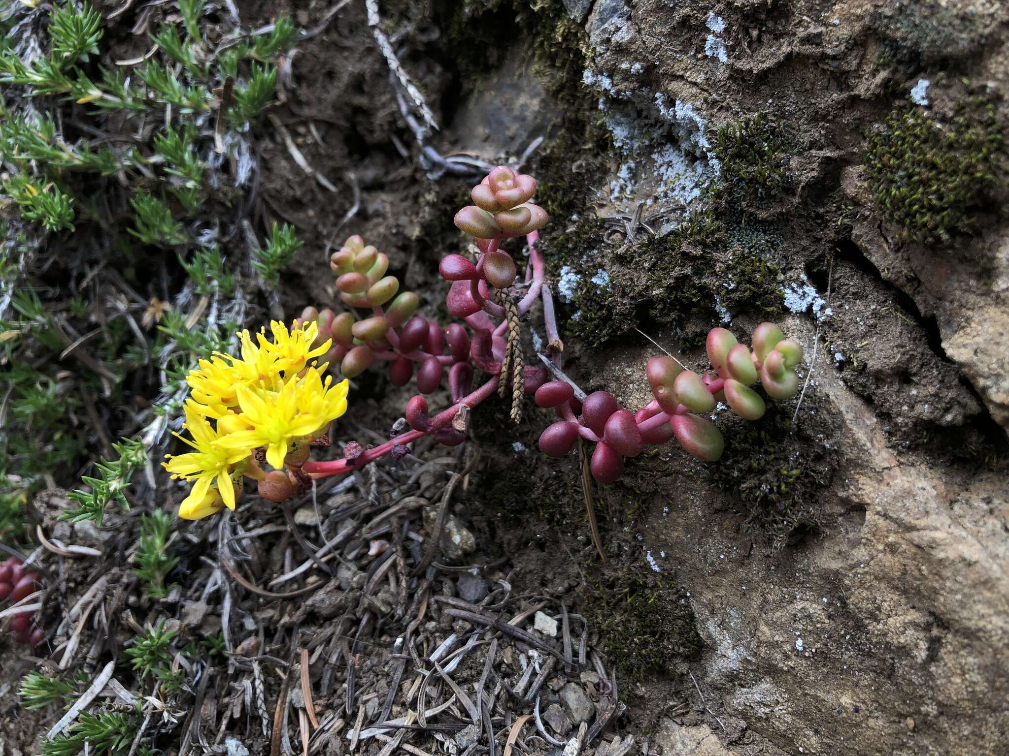 Imagem de Sedum divergens S. Wats.