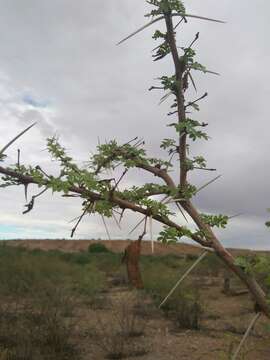 Image de Vachellia nebrownii (Burtt Davy) Seigler & Ebinger