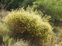 Image of Genista umbellata (L'Her.) Poir.