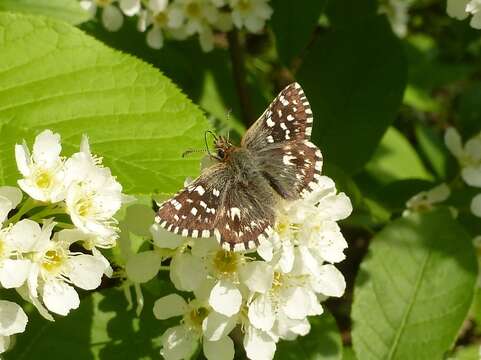 Image of Southern Grizzled Skipper