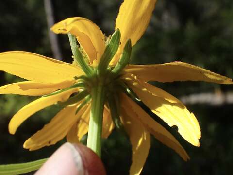 Image of Waxy Coneflower