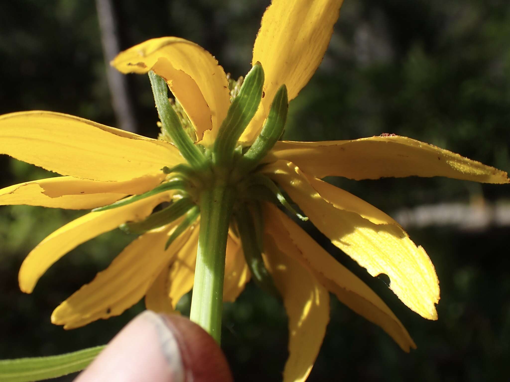 Plancia ëd Rudbeckia glaucescens Eastw.