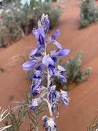 Слика од Sophora stenophylla A. Gray