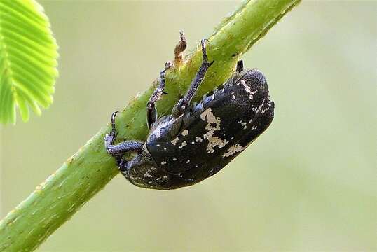 Imagem de Protaetia (Miksicia) acuminata (Fabricius 1775)