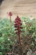 Orobanche sanguinea C. Presl的圖片