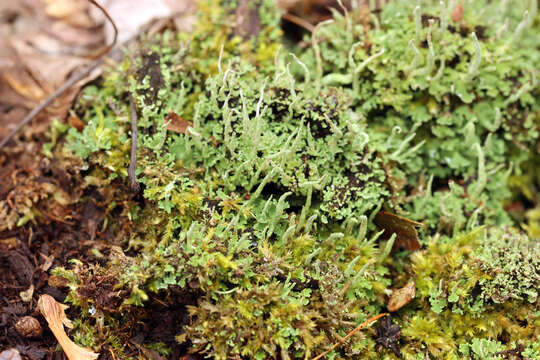 Image de Cladonia ochrochlora Flörke