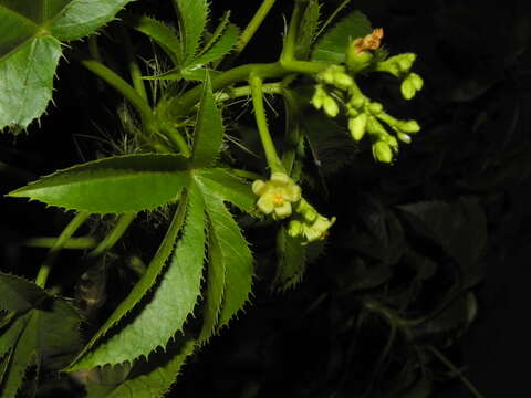 Image of Jatropha glandulifera Roxb.