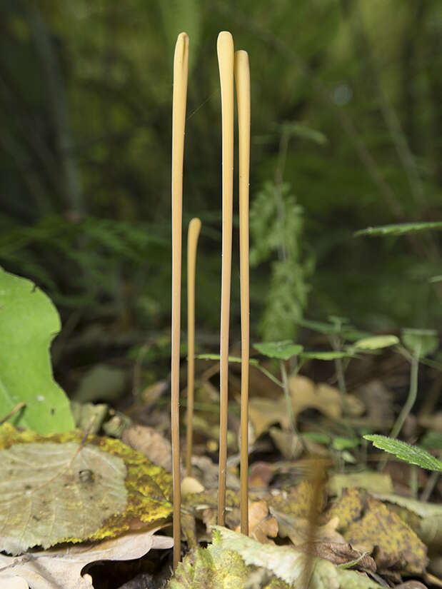 Image of Typhula fistulosa (Holmsk.) Olariaga 2013