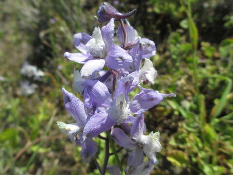 Image of royal larkspur