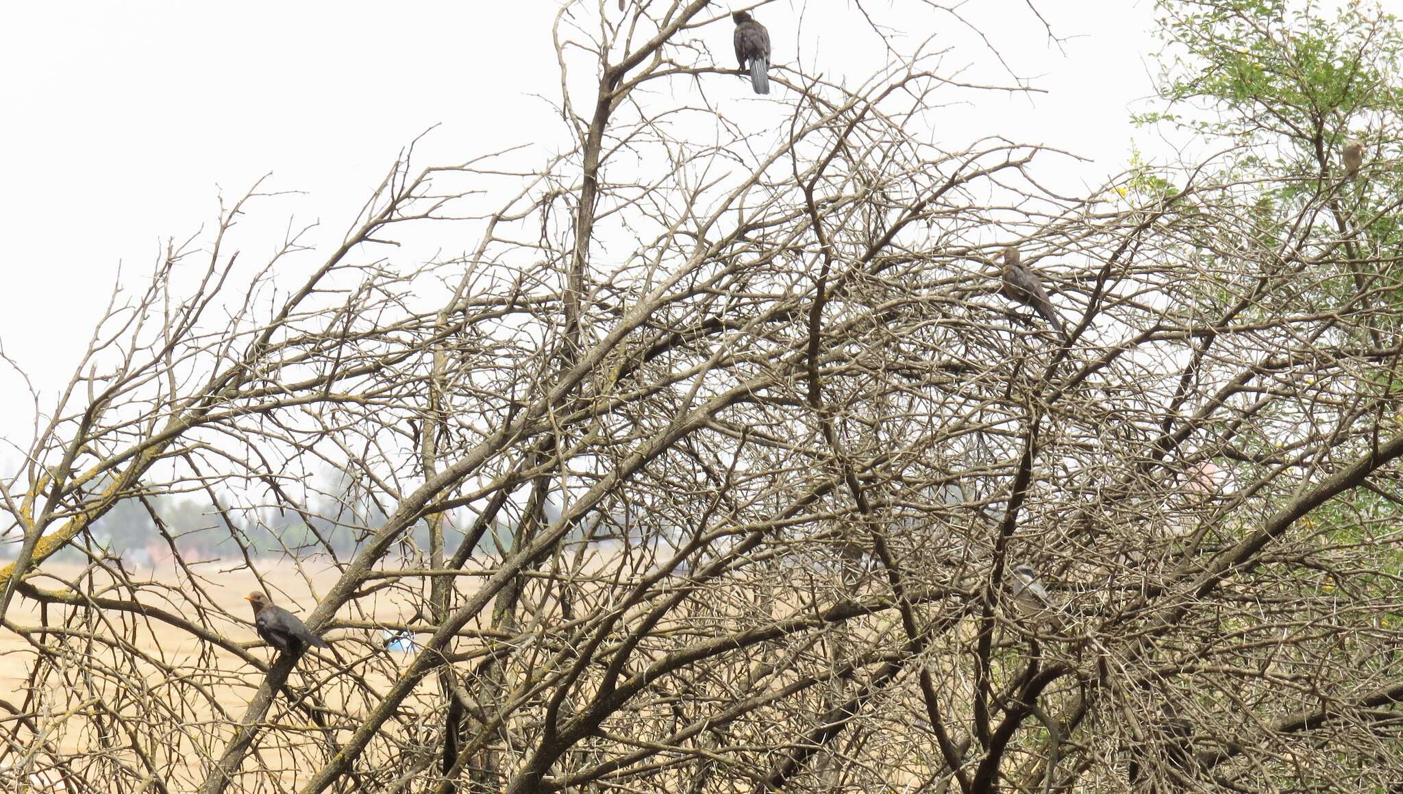 Turdus merula mauritanicus Hartert 1902 resmi