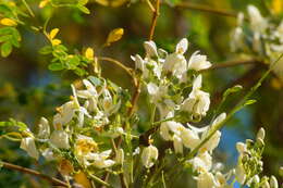 Imagem de Moringa oleifera Lam.