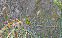 Image of Corsican Citril Finch