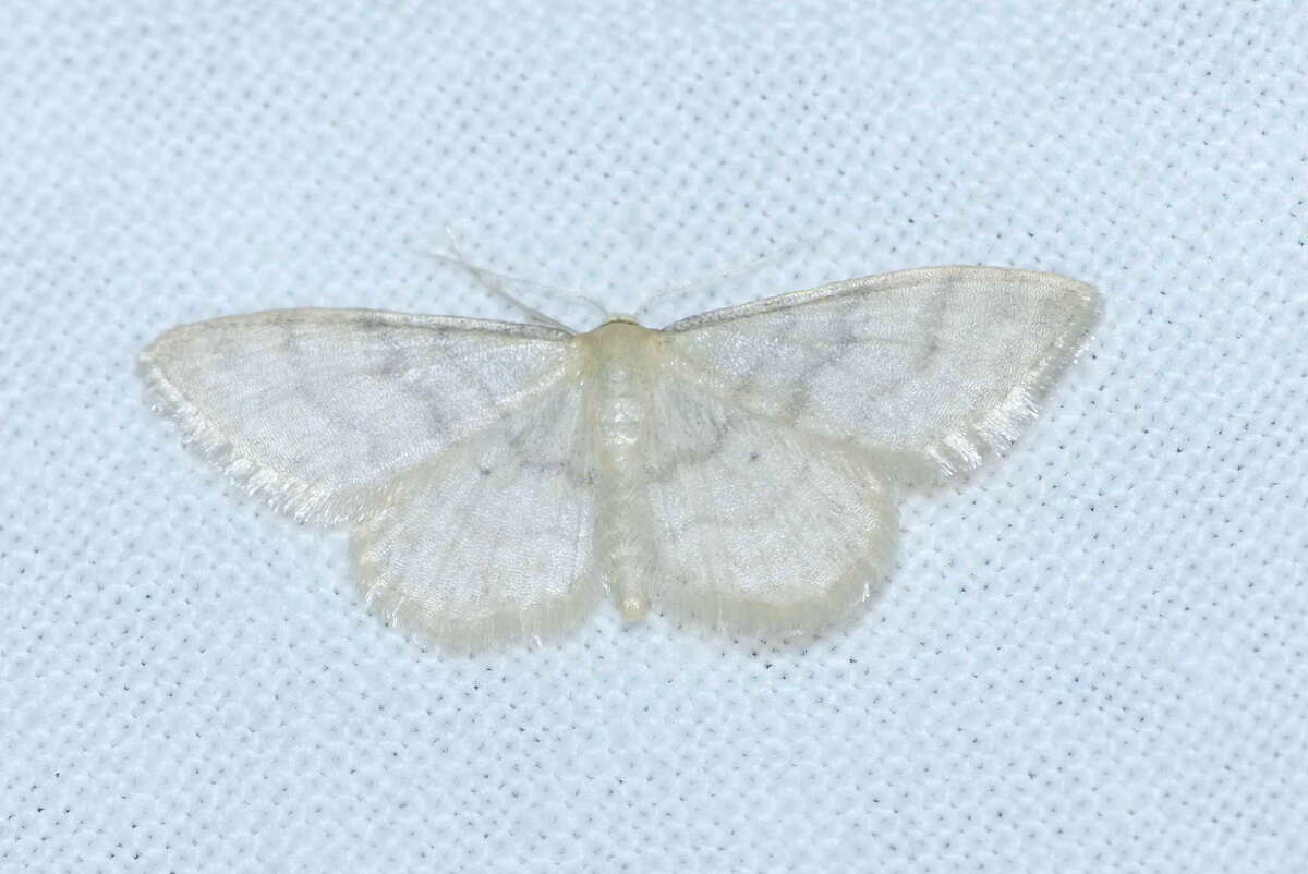 صورة Idaea dilutaria Hübner 1798