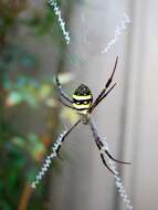 Imagem de Argiope keyserlingi Karsch 1878