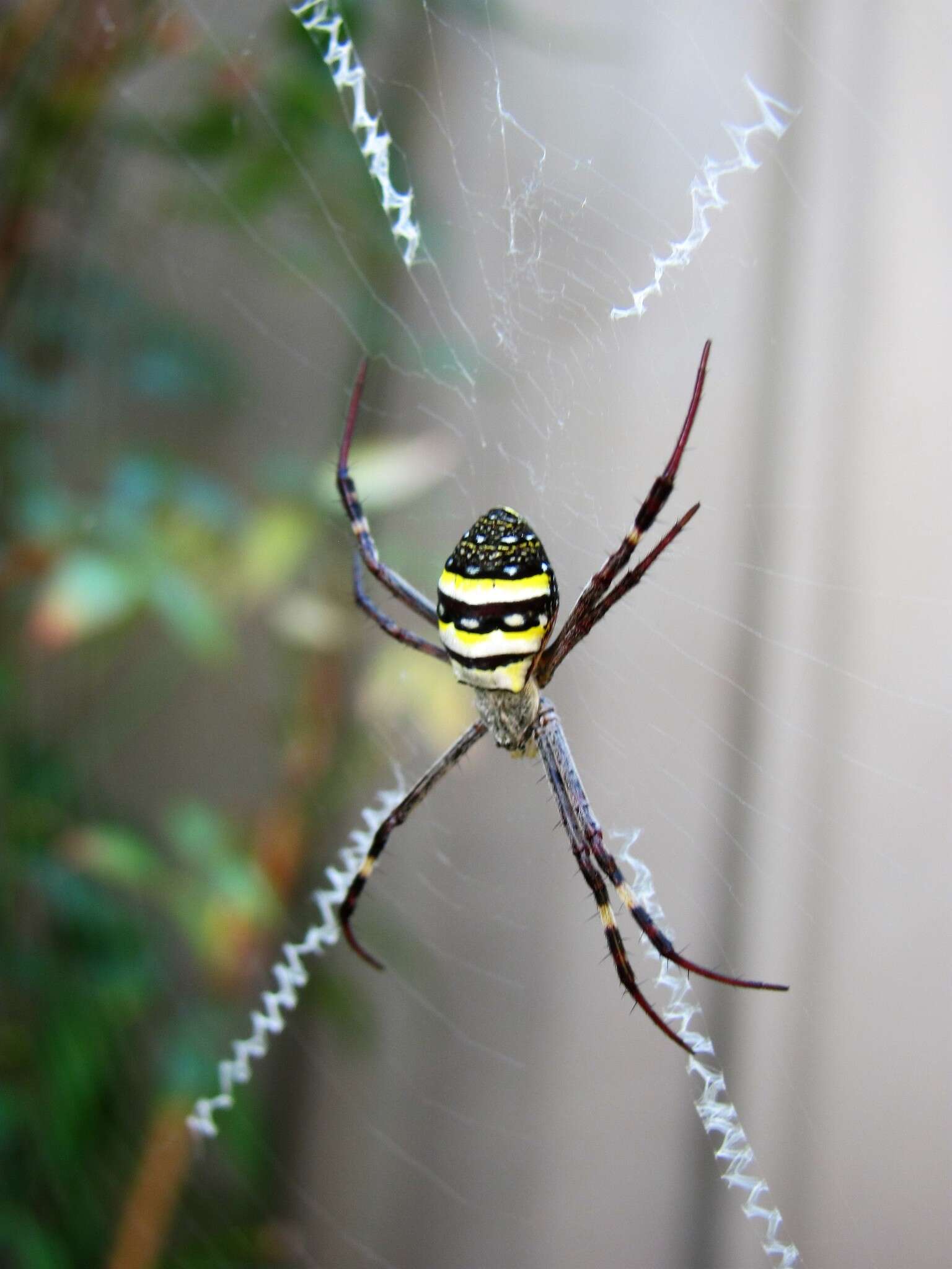 Imagem de Argiope keyserlingi Karsch 1878