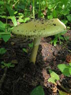 Image of Amanita subjunquillea S. Imai 1933