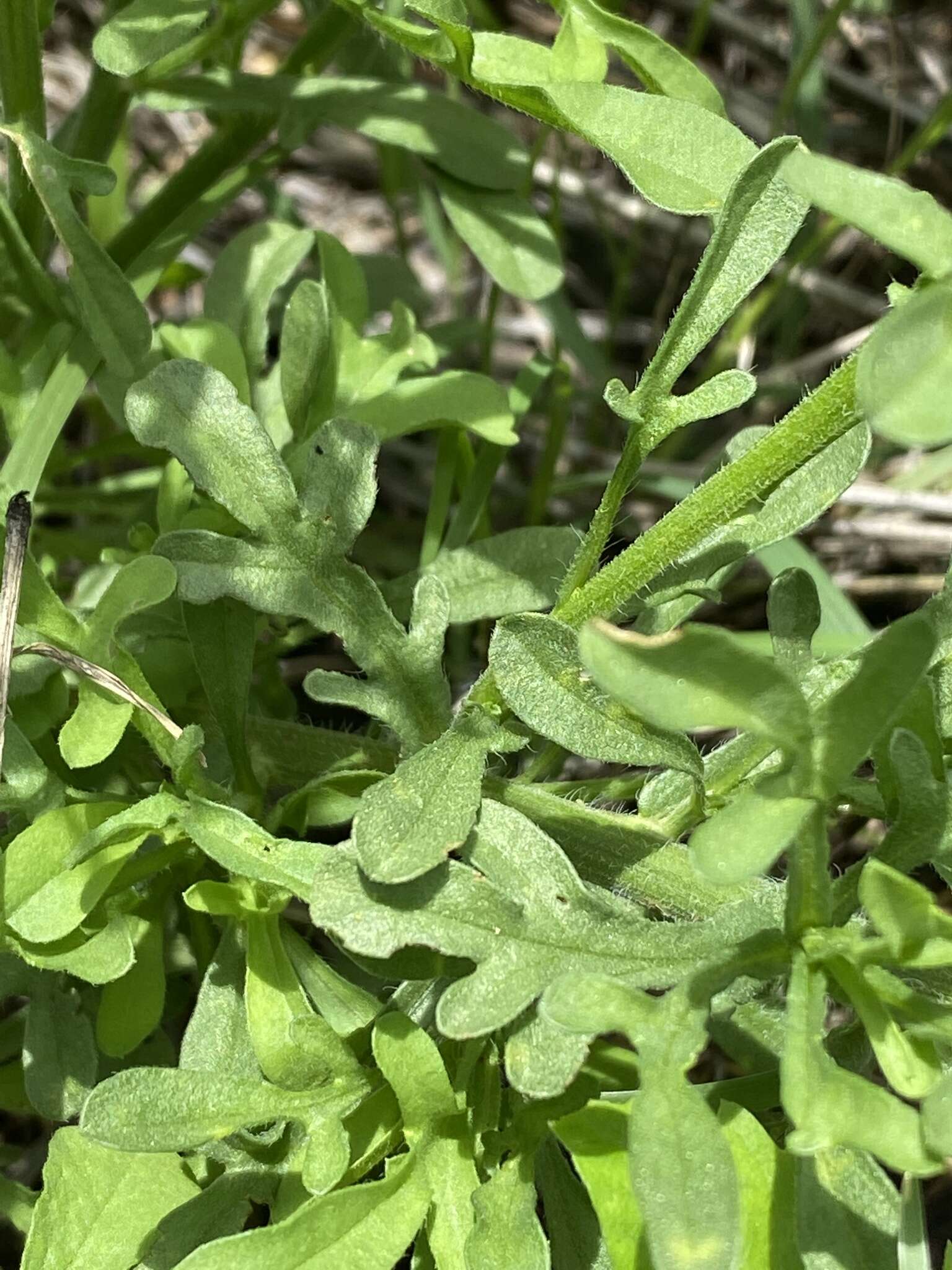 Nidorella resedifolia DC.的圖片