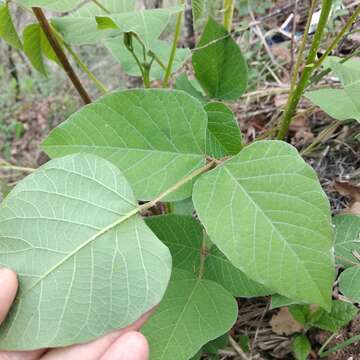 صورة Erythrina leptorhiza DC.