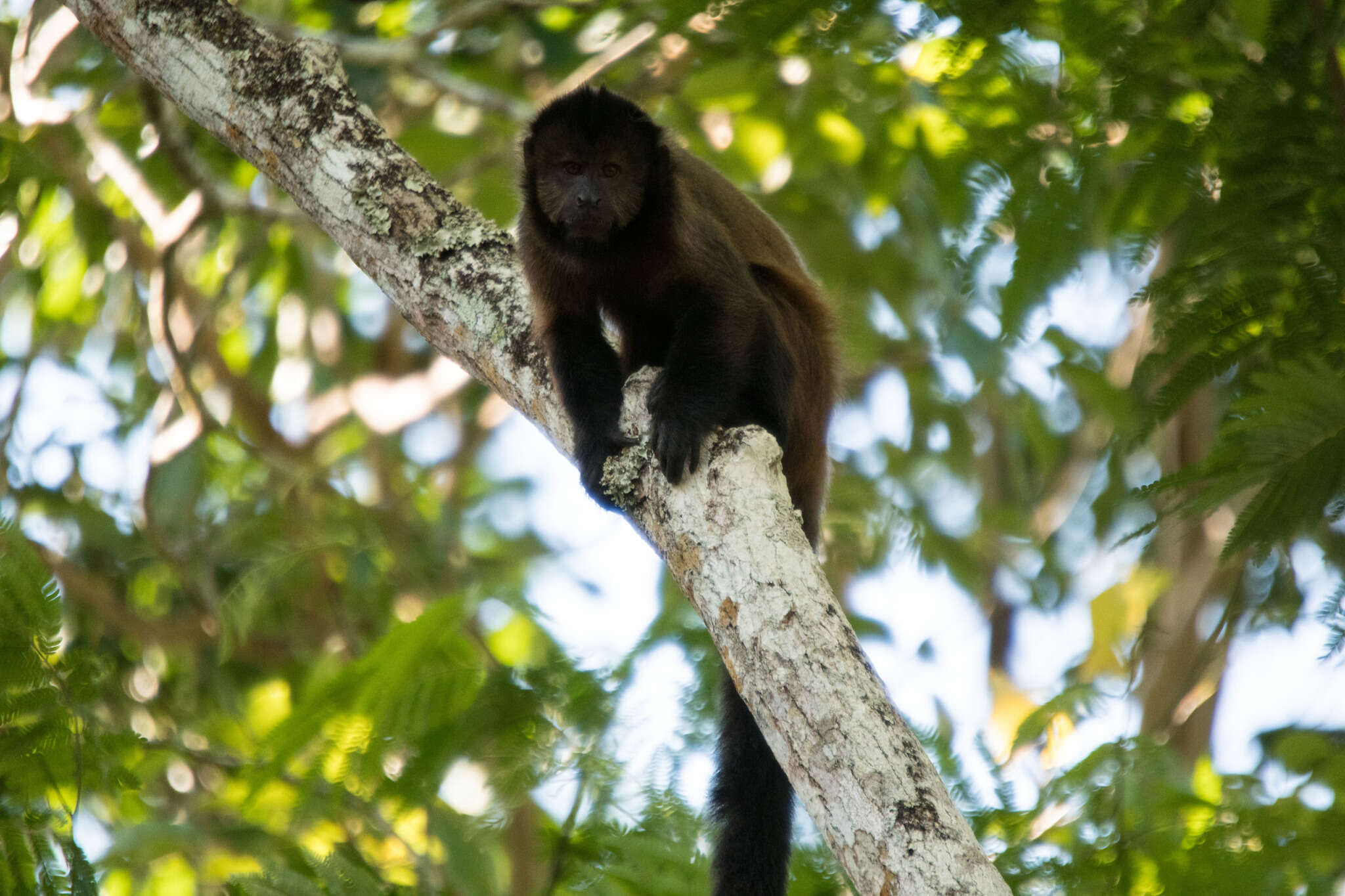 Image of Crested Capuchin