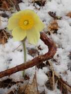 Image of eastern pasqueflower