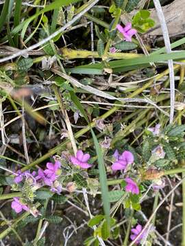 Image of Heath Mirbelia