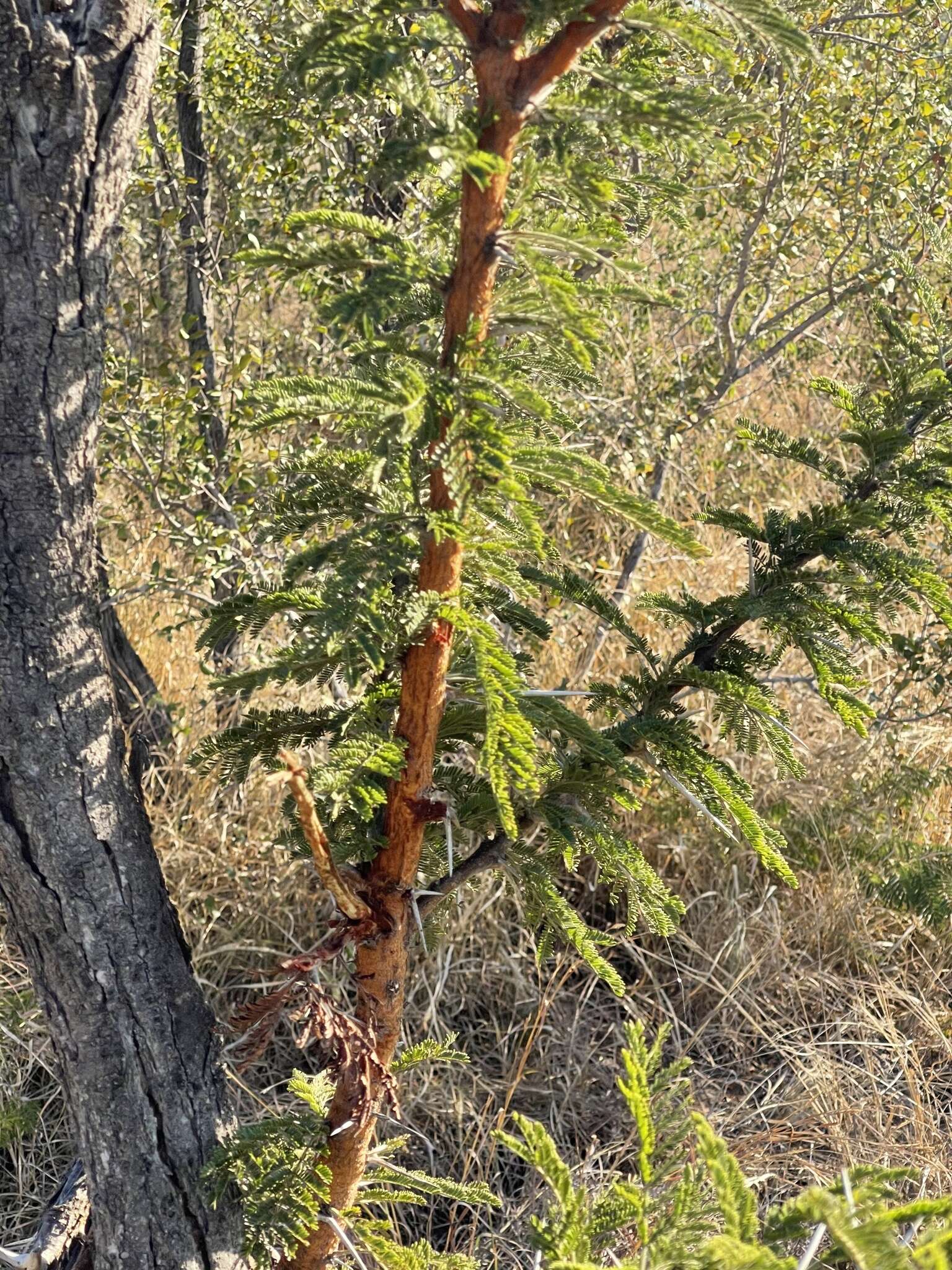 Image of Grey-haired acacia