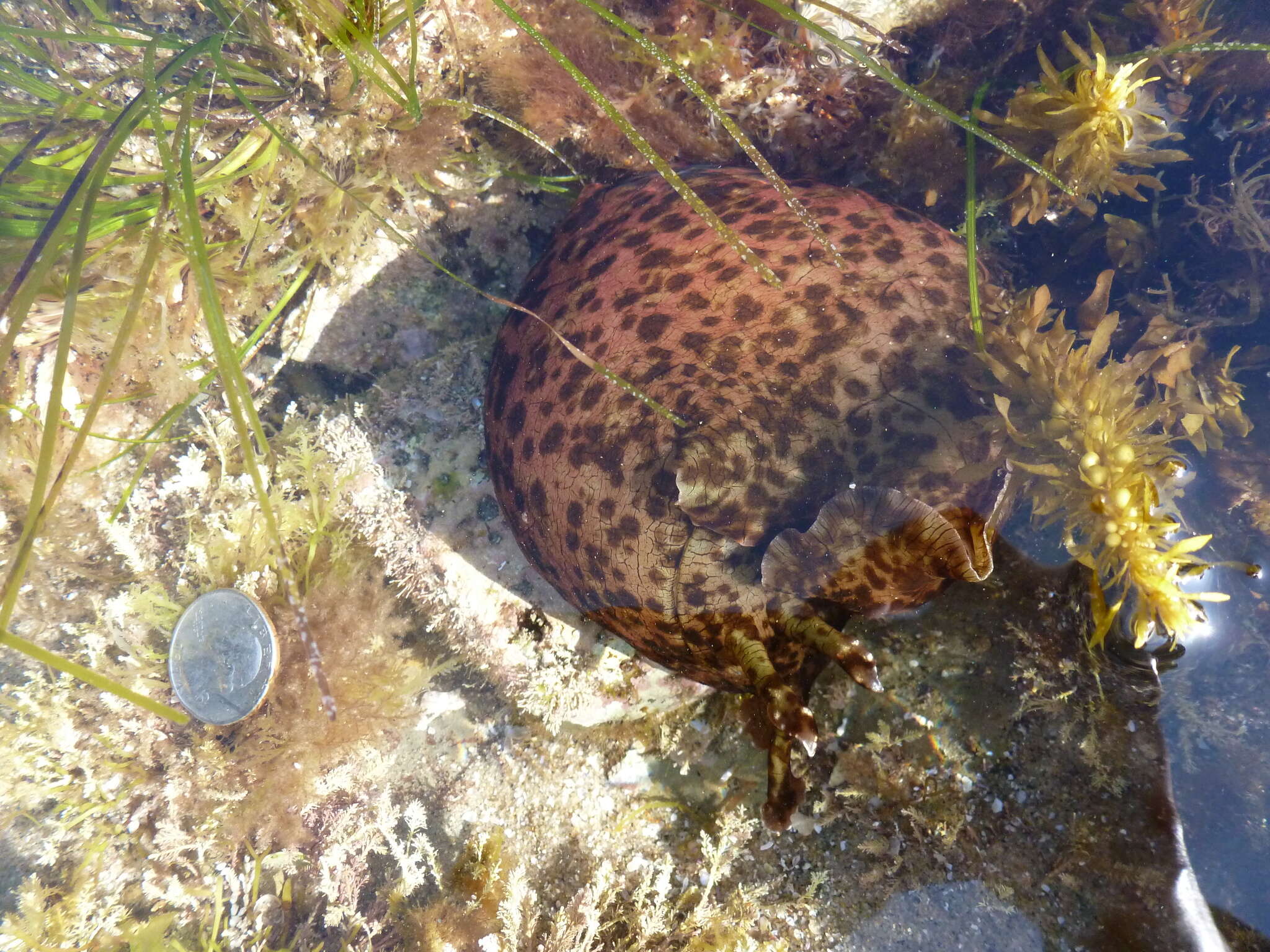 Aplysia californica J. G. Cooper 1863 resmi