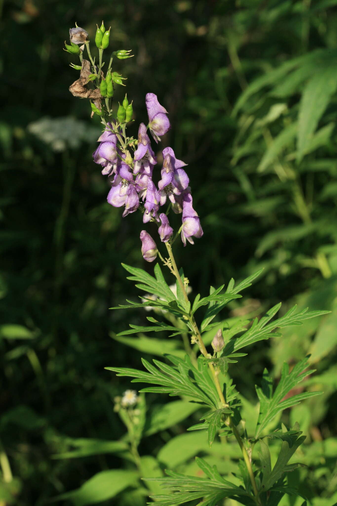 Sivun Aconitum sachalinense F. Schmidt kuva